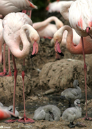 Pink Flamingoes